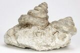 Two Mississippian Gastropods (Euomphalus) - Humboldt, Iowa #212061-1